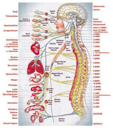 Organtafel_cobimax_terapeuta_movil